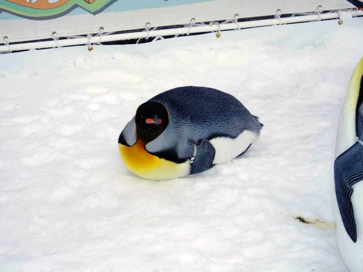 腹ばいになっているペンギン