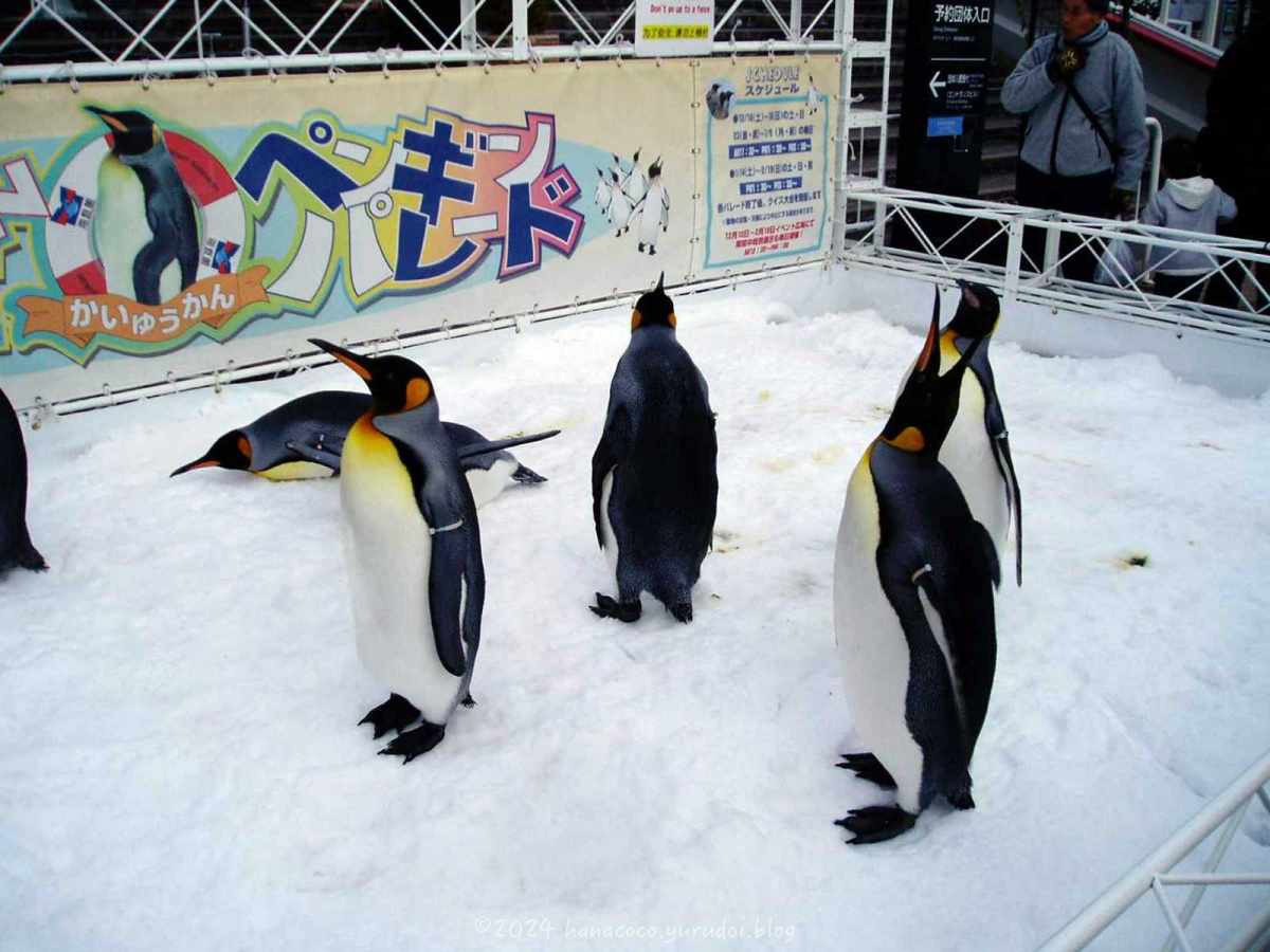 水族館のイベントの一つで、ペンギンパレード